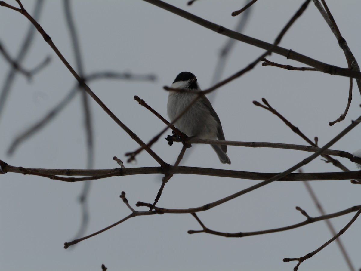 Carbonero Palustre - ML645634434