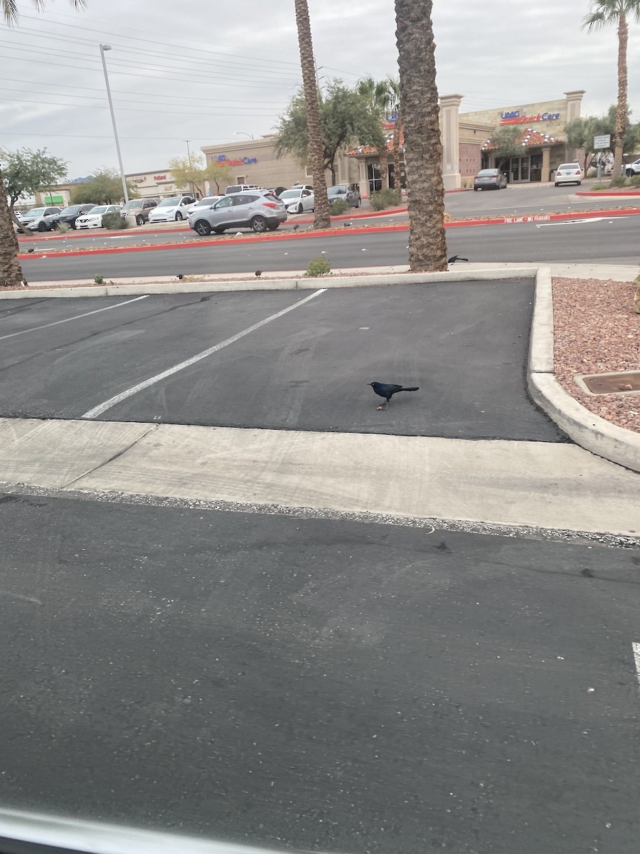 Zanate Mexicano - ML645634435