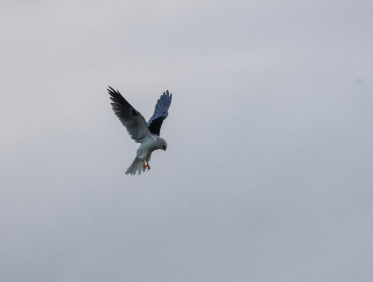 Elanio Maromero - ML645634437