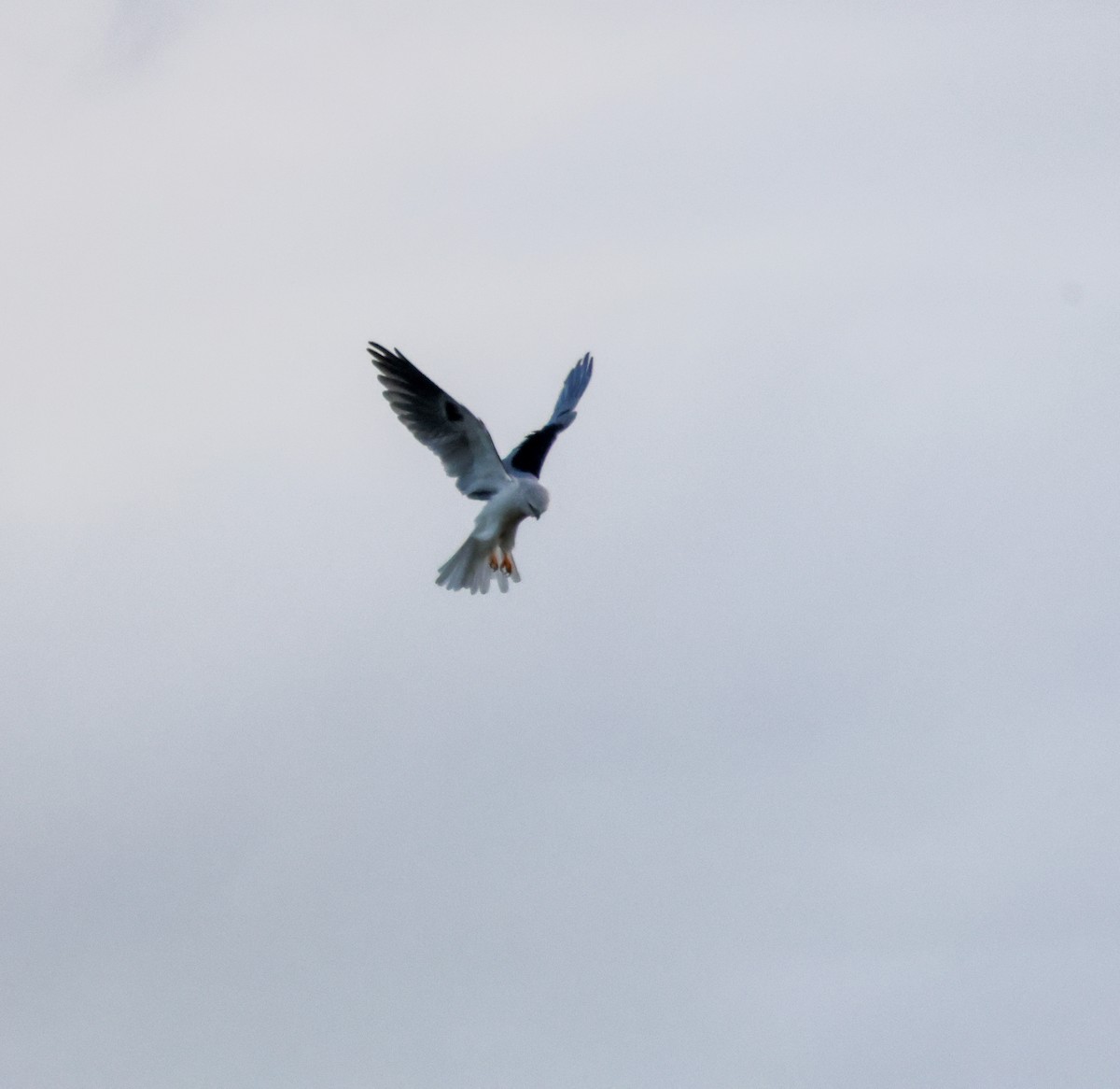 Elanio Maromero - ML645634439