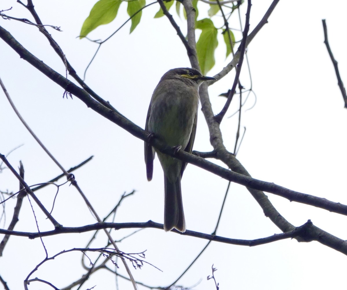 Mielero Carigualdo - ML645634440