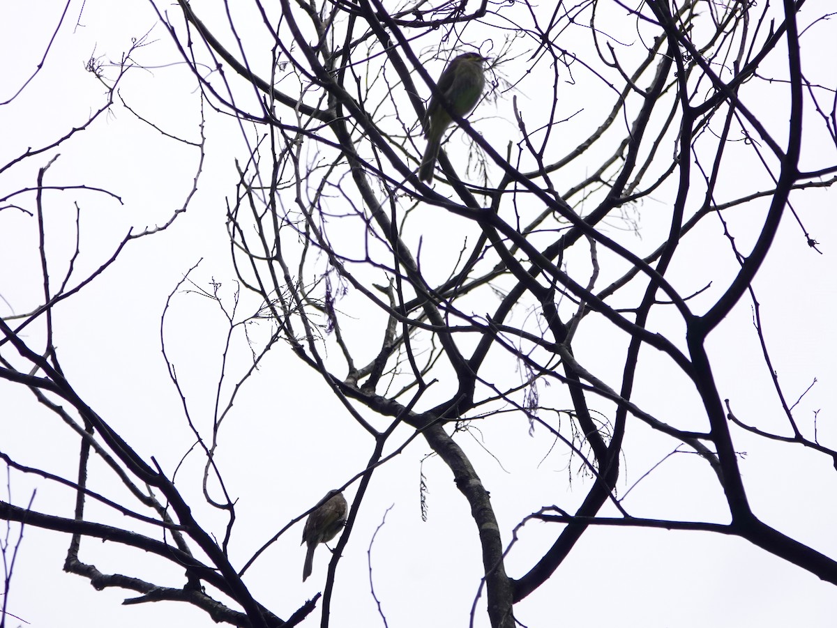 Mielero Carigualdo - ML645634441