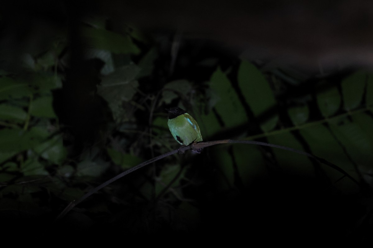 Pita Encapuchada Occidental (sordida/palawanensis) - ML645634442