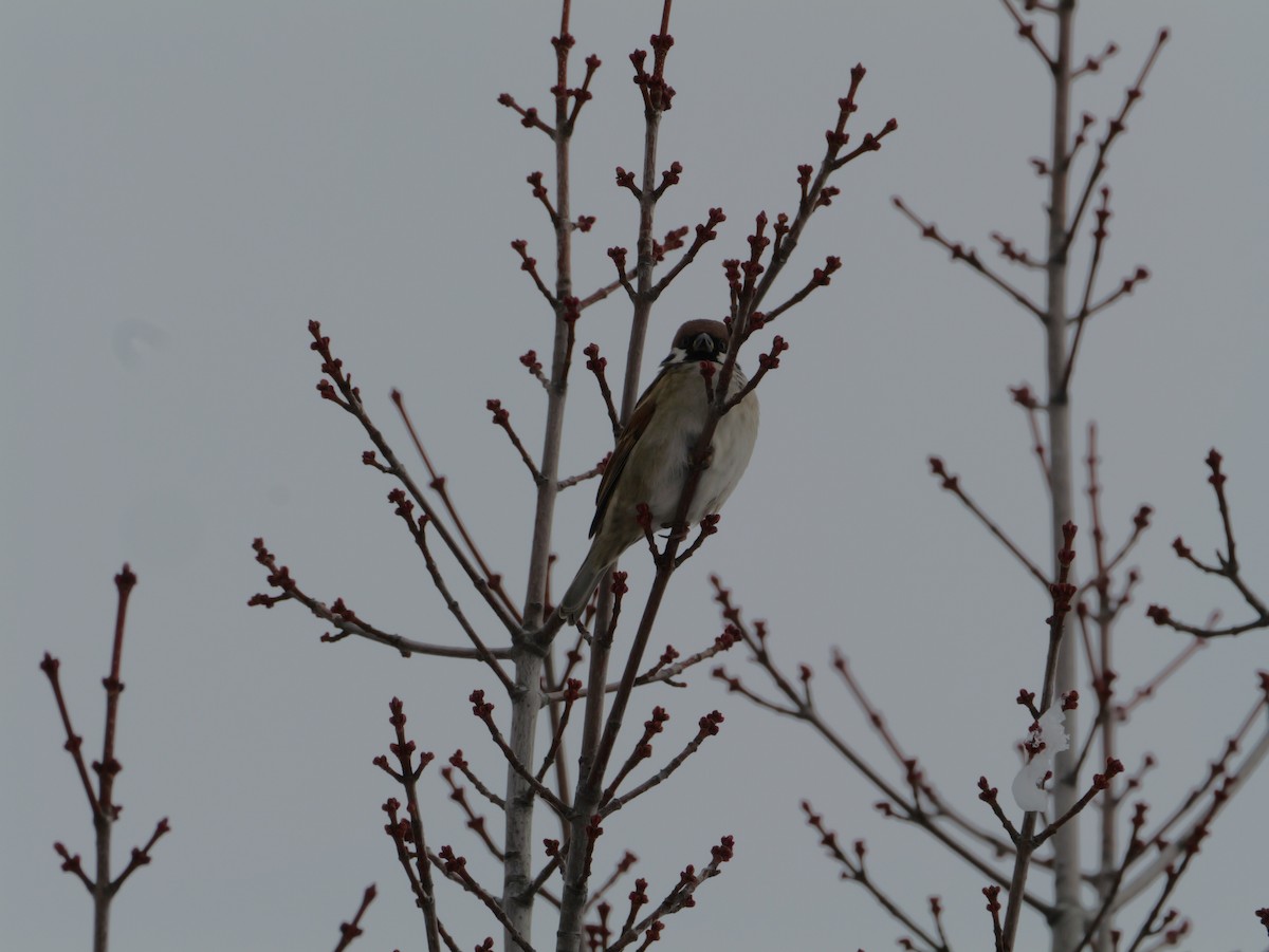 Gorrión Molinero - ML645634443