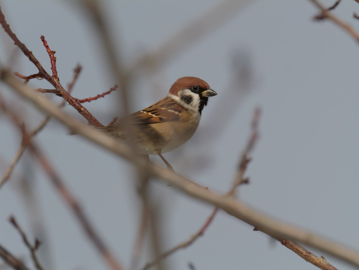 Gorrión Molinero - ML645634444