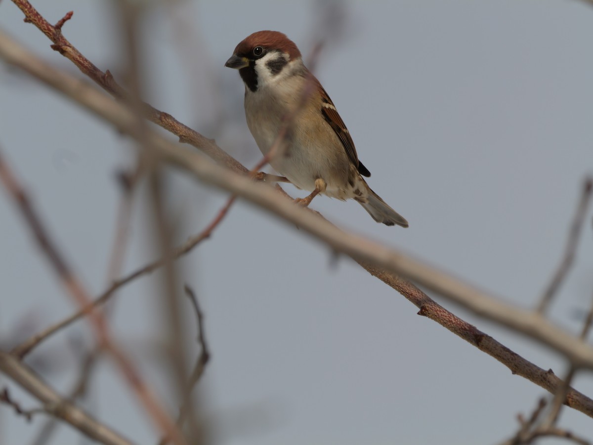 Gorrión Molinero - ML645634445