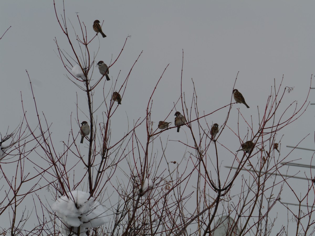 Gorrión Molinero - ML645634446