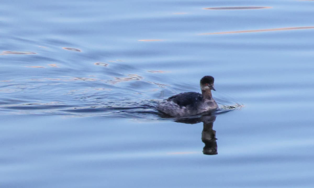 Zampullín Cuellinegro - ML645634447