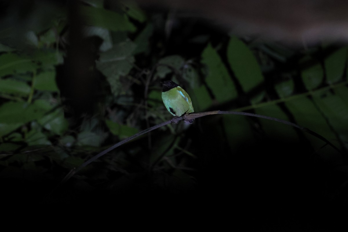 Pita Encapuchada Occidental (sordida/palawanensis) - ML645634448