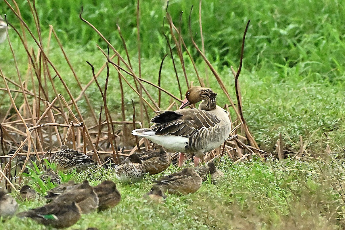 Graylag Goose - ML645634449