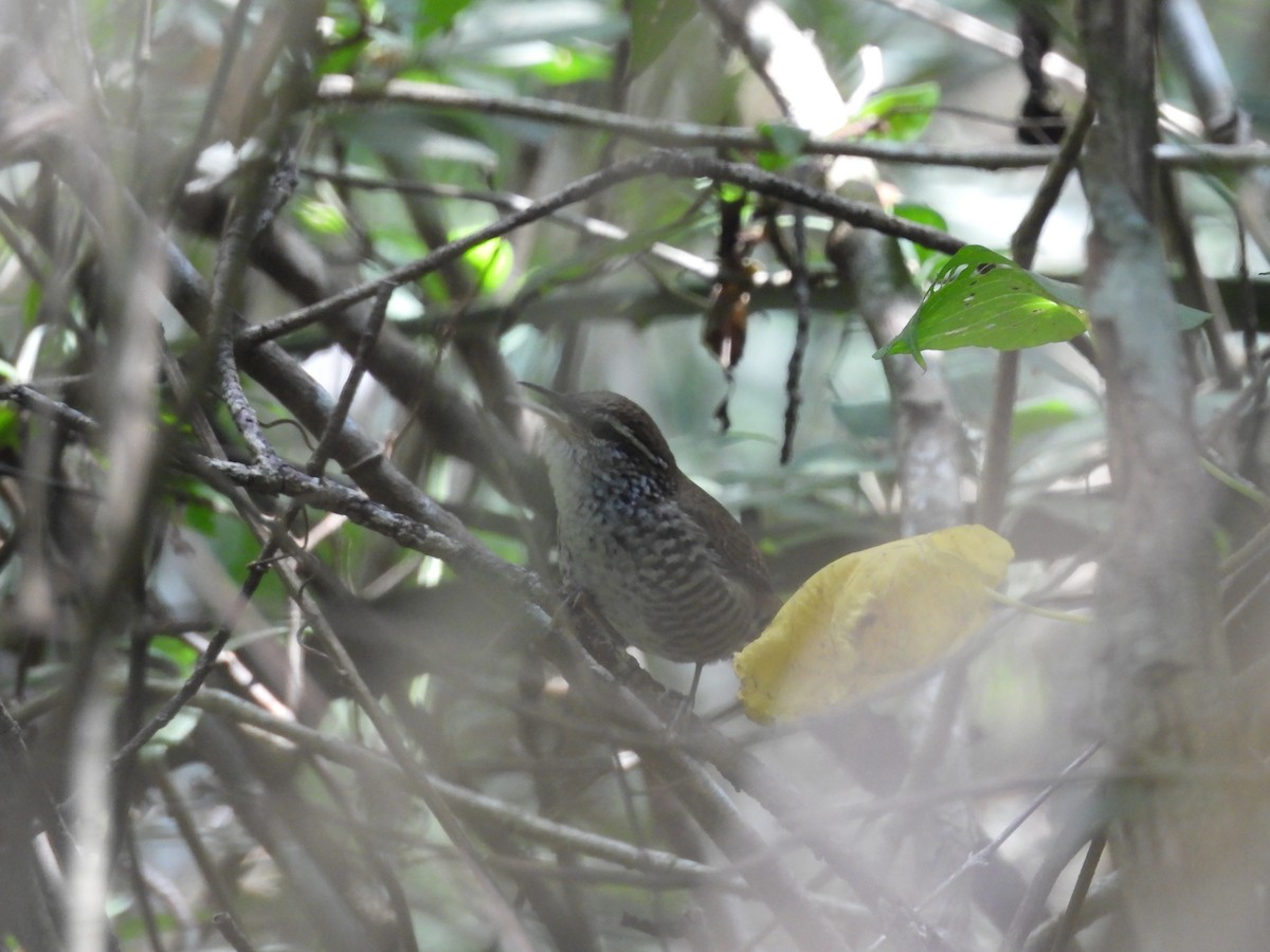 Banded Wren - ML645634451