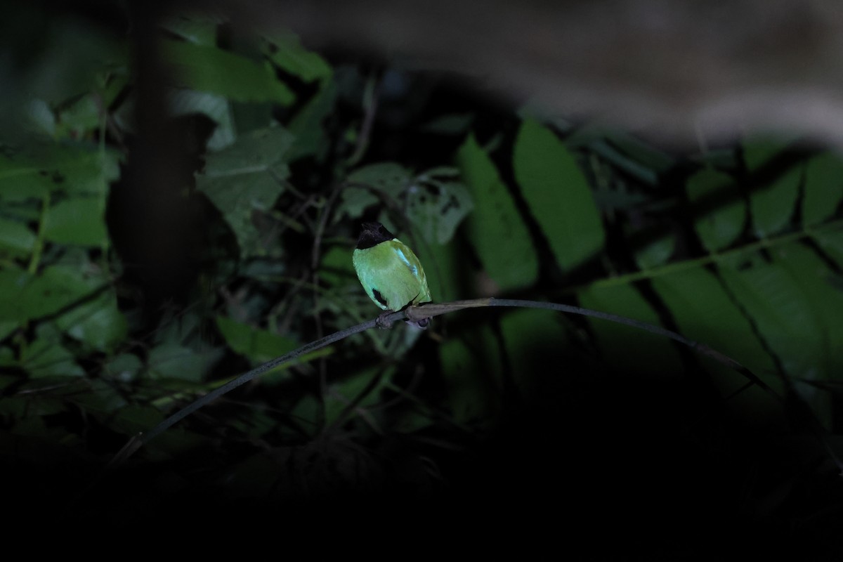 Pita Encapuchada Occidental (sordida/palawanensis) - ML645634452