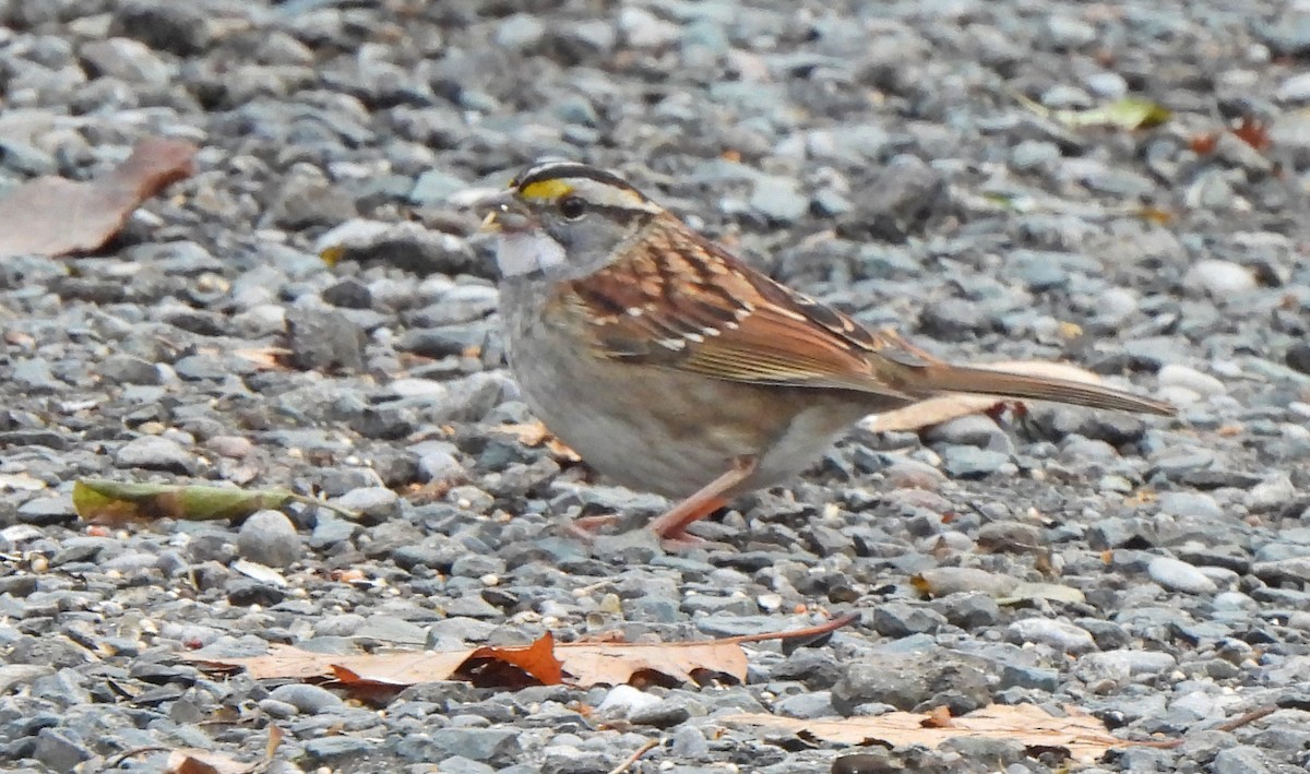 Chingolo Gorjiblanco - ML645634453