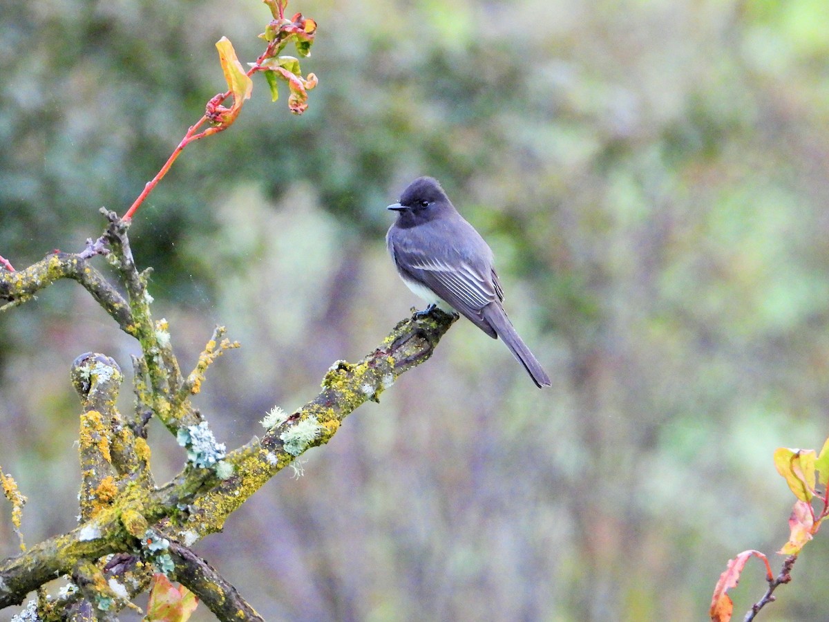 Mosquero Negro - ML645634454