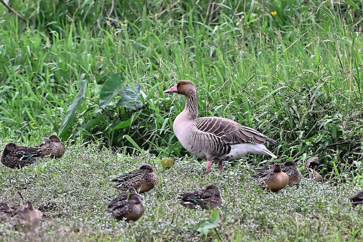 Graylag Goose - ML645634455
