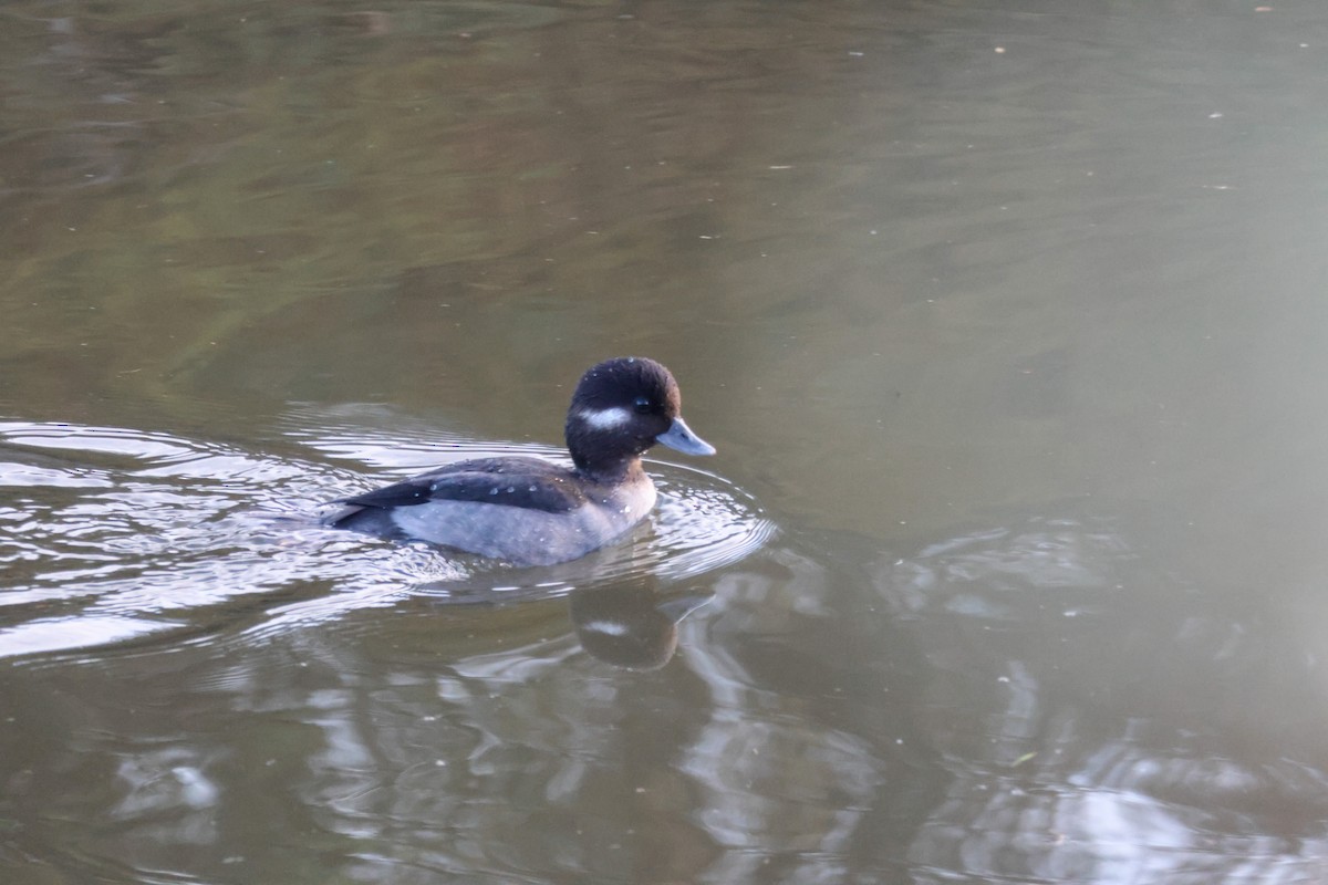 Гоголь-головастик - ML645634459