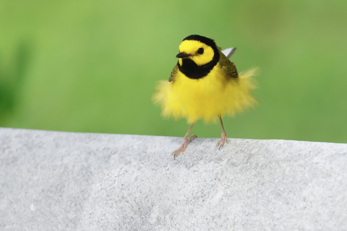 Болотянка чорногорла - ML645634461