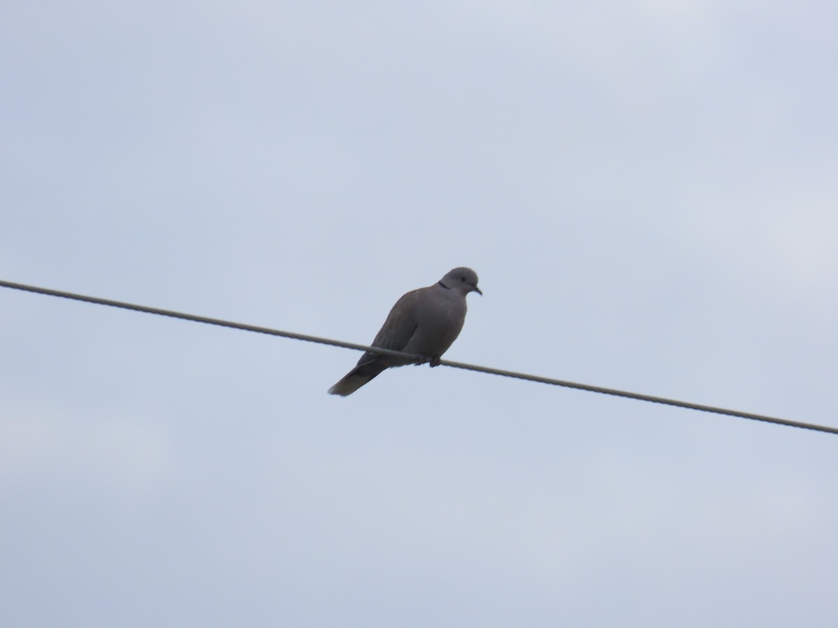 Eurasian Collared-Dove - ML645634462