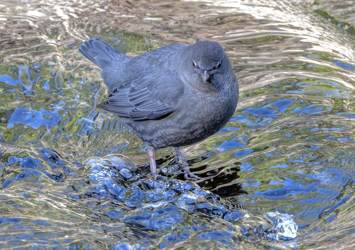 Ur-zozo iparramerikarra - ML645634464