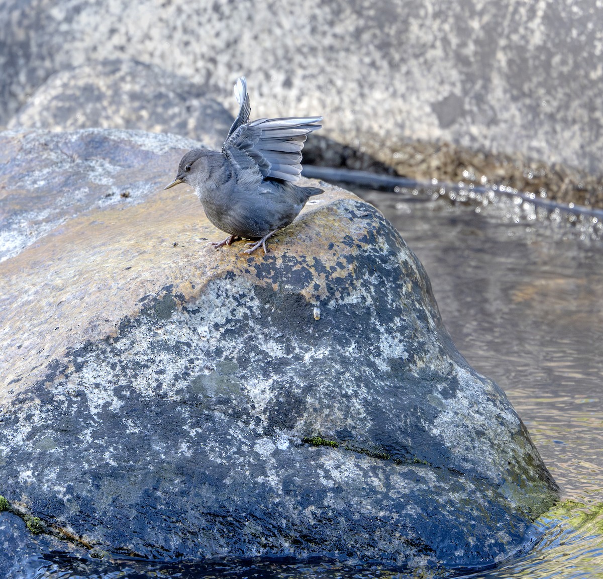 Ur-zozo iparramerikarra - ML645634465