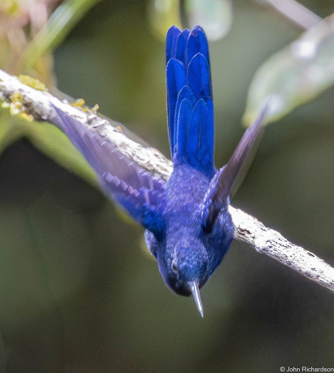 Royal Sunangel - ML645634475