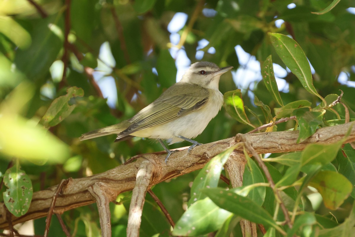 Black-whiskered Vireo - ML645634476