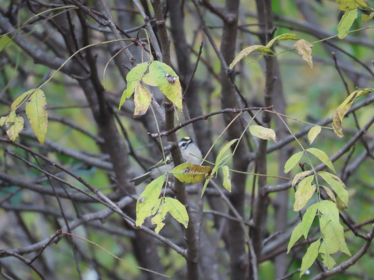 králíček zlatohlavý - ML645634480