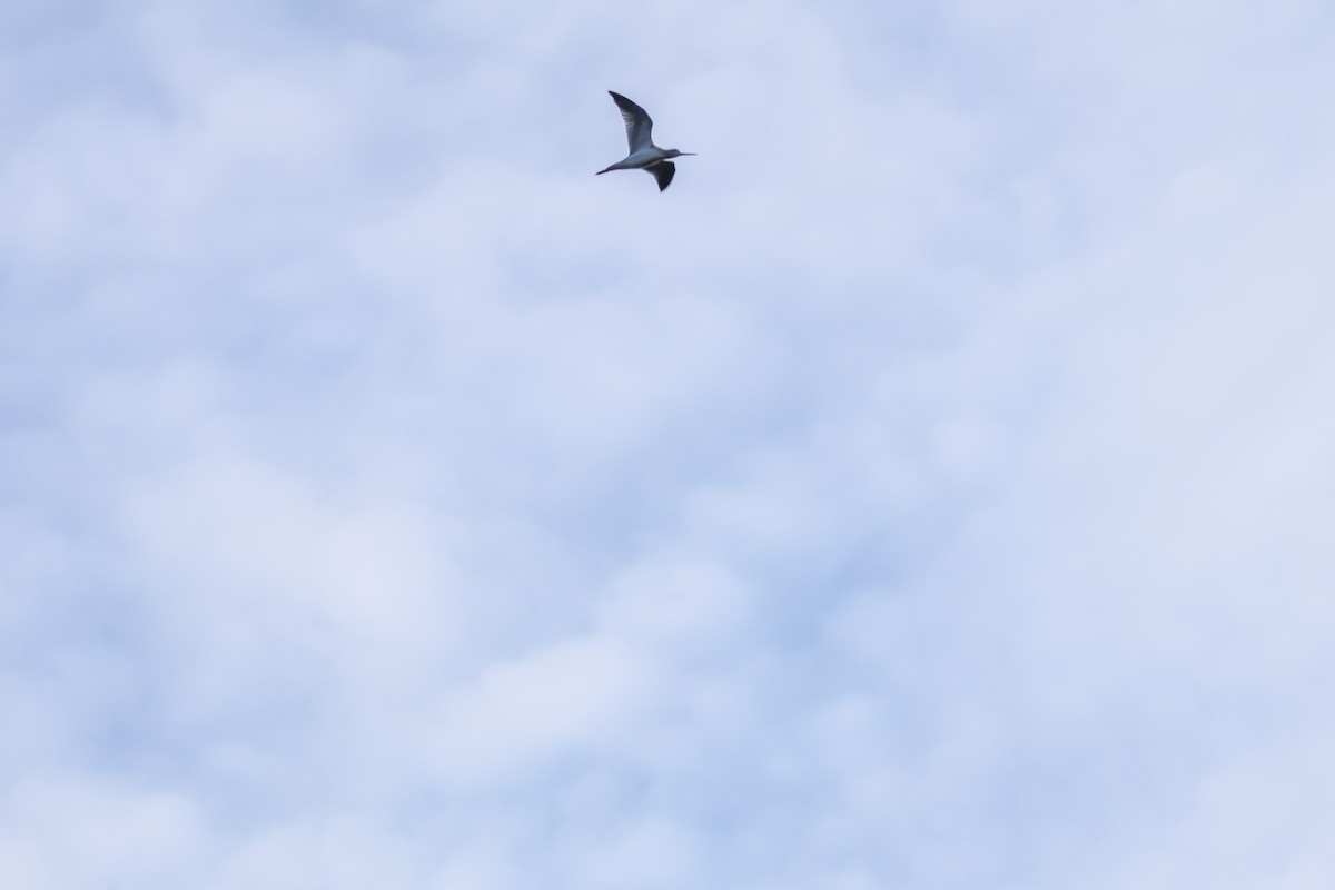 vodouš velký - ML645634481