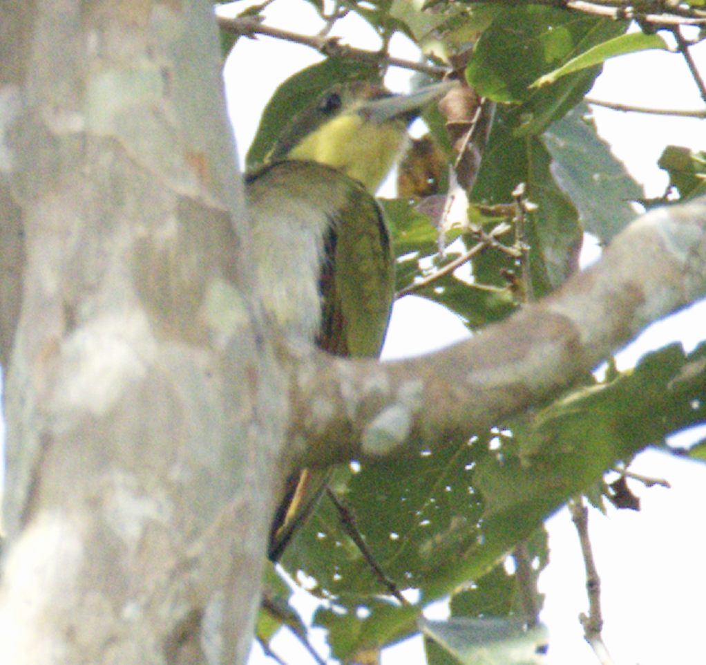 žluna žlutotýlá - ML645634483