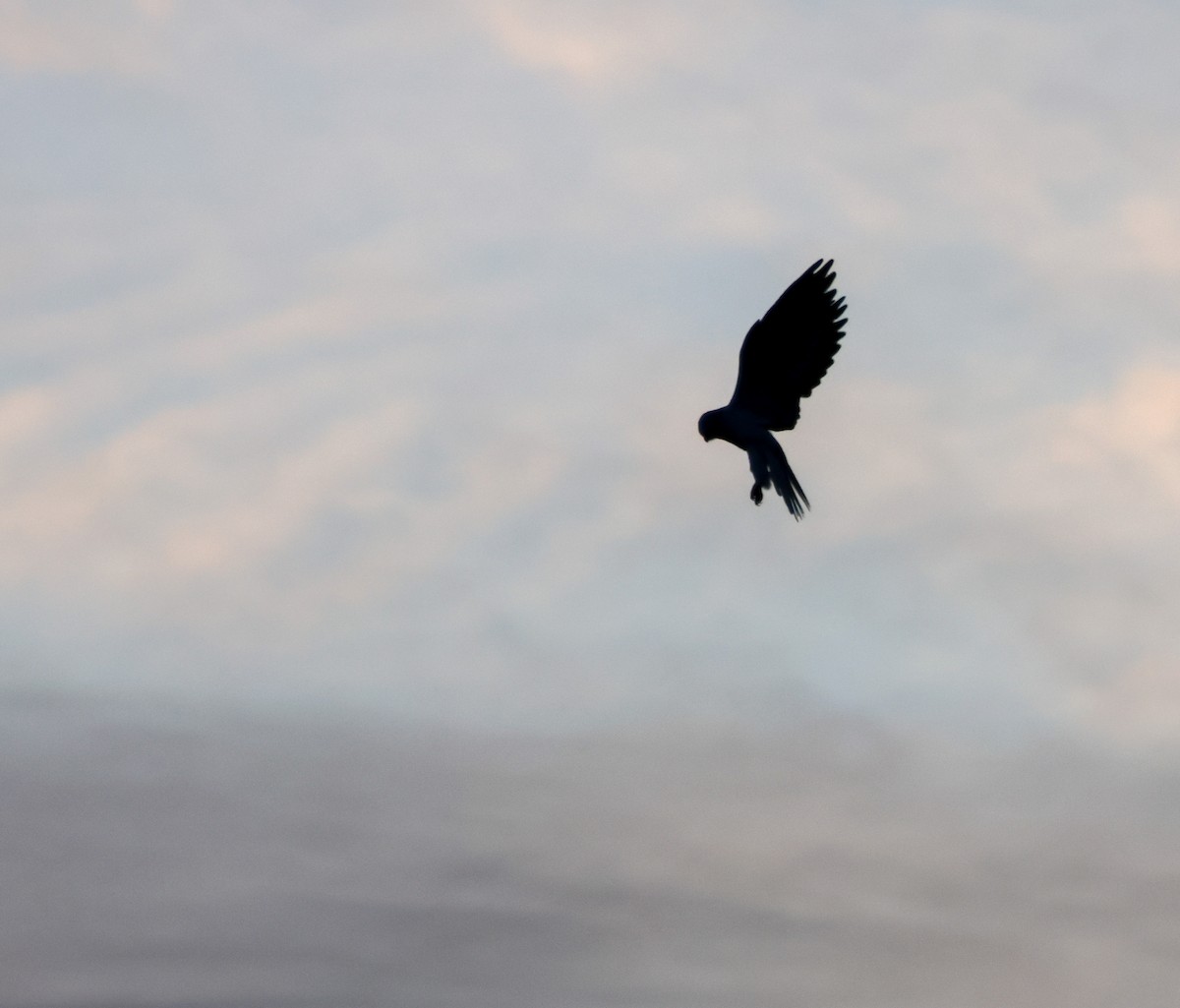 luněc americký - ML645634484