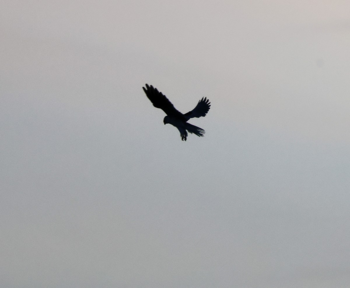 luněc americký - ML645634485