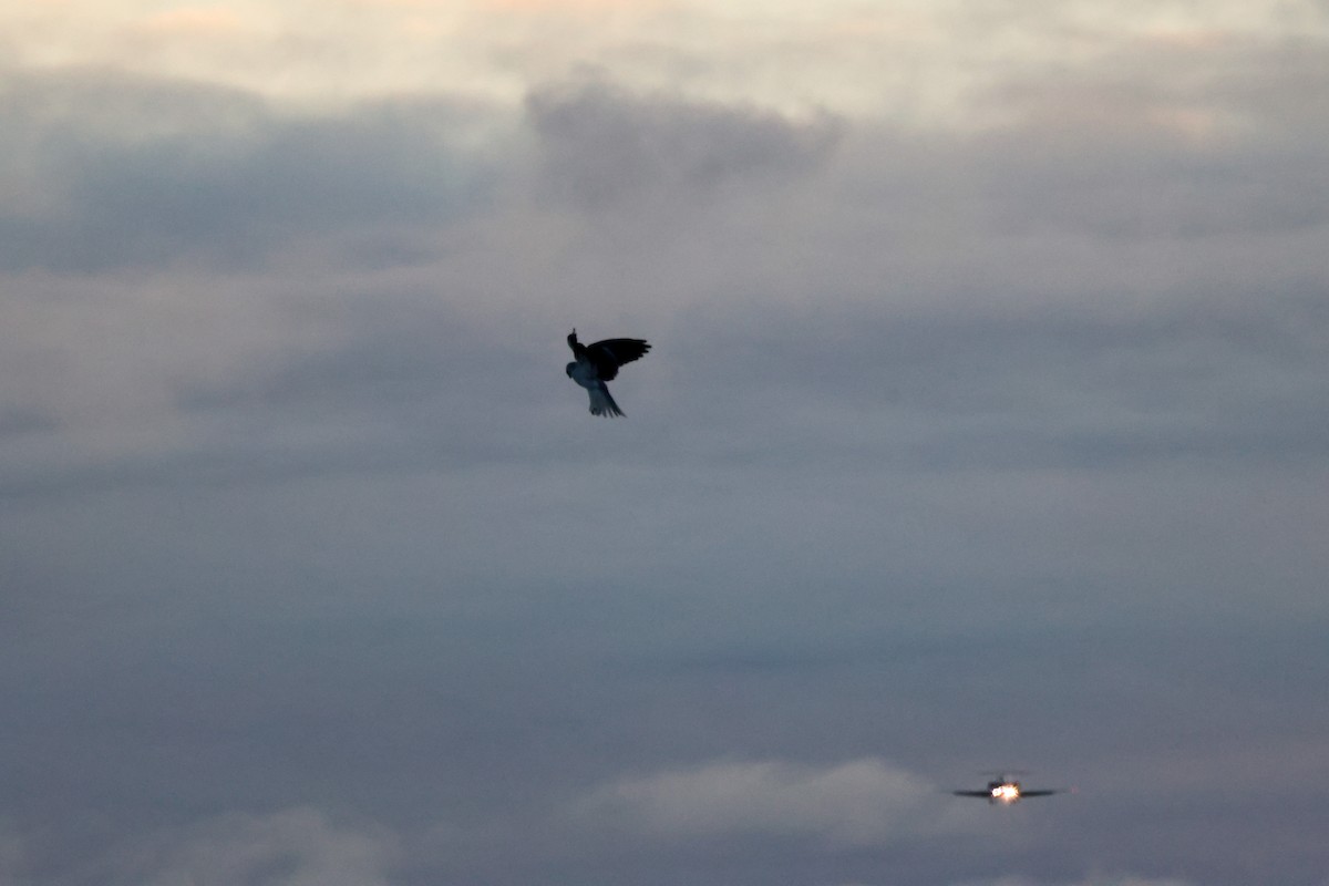 luněc americký - ML645634486