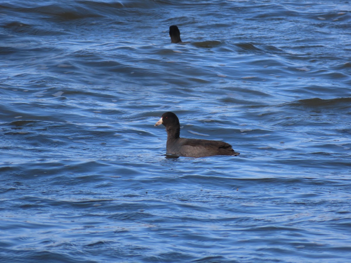 lyska americká - ML645634487