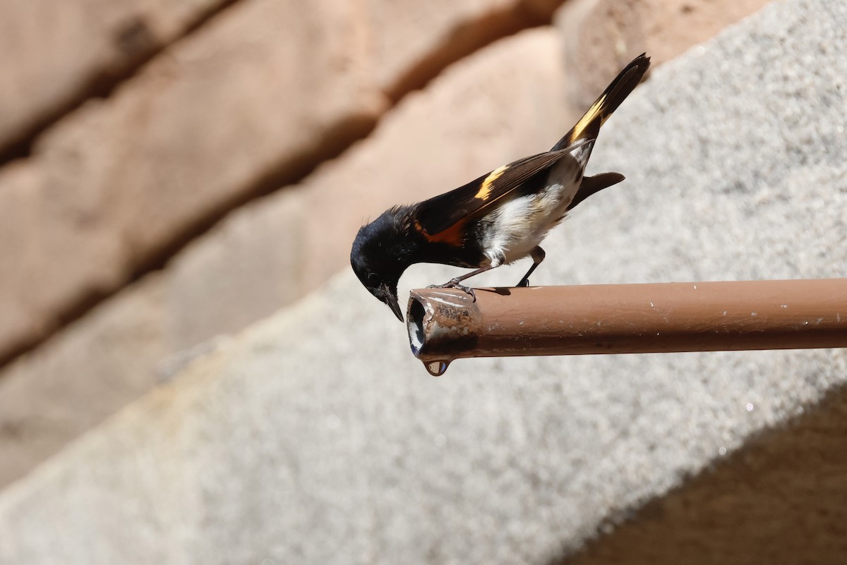 lesňáček lejsčí - ML645634488