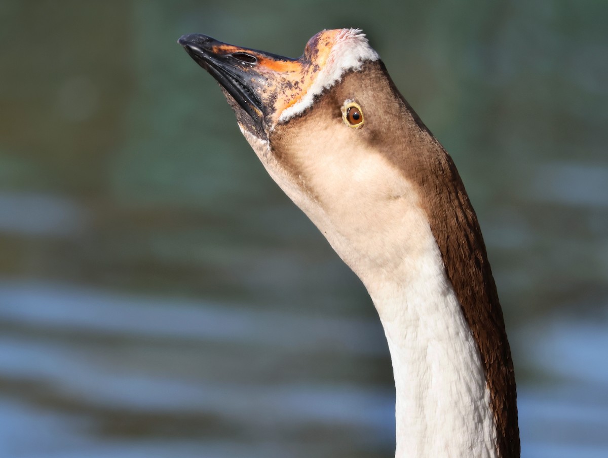 husa labutí (domestikovaná) - ML645634489