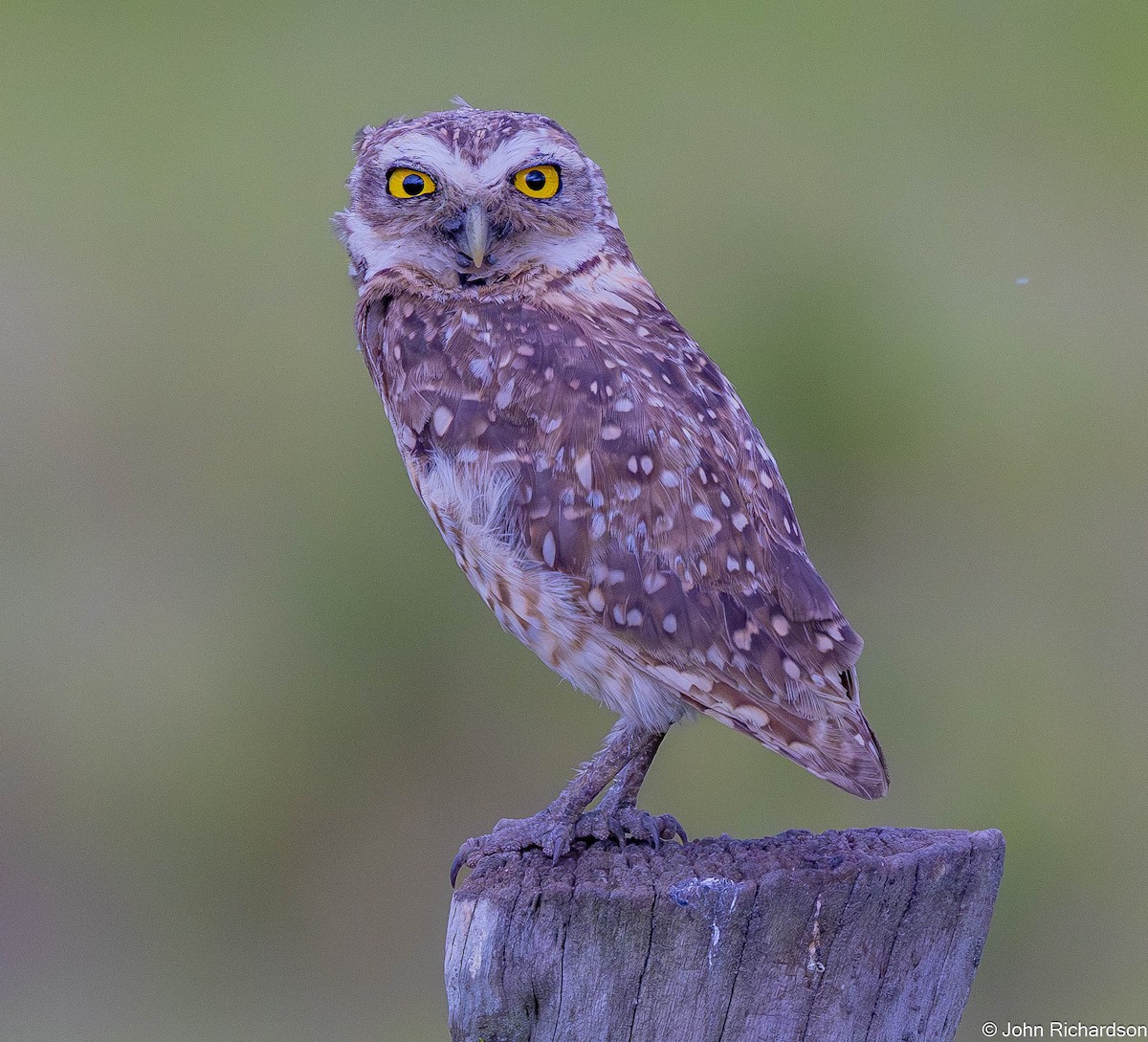 sýček králičí - ML645634490