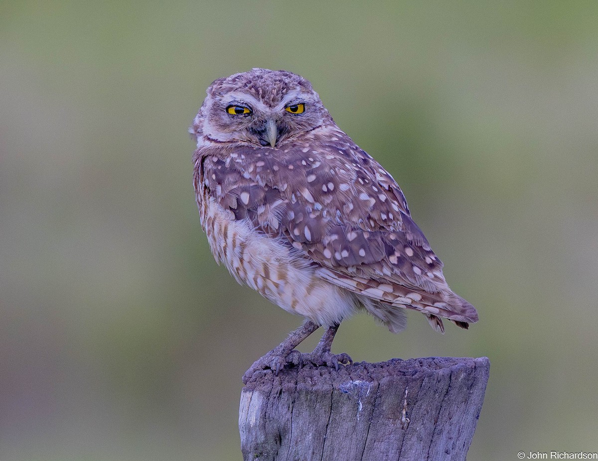 sýček králičí - ML645634491