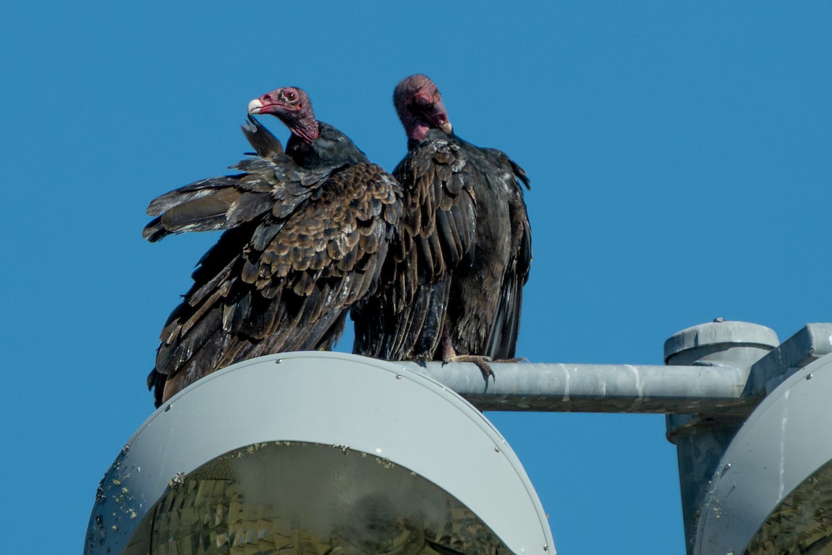 kondor krocanovitý - ML645634492