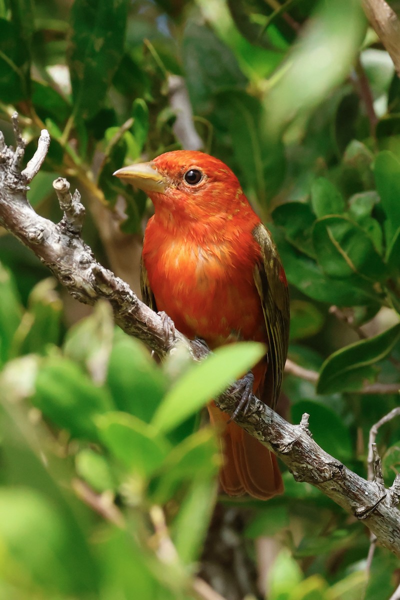 piranga ohnivá - ML645634493