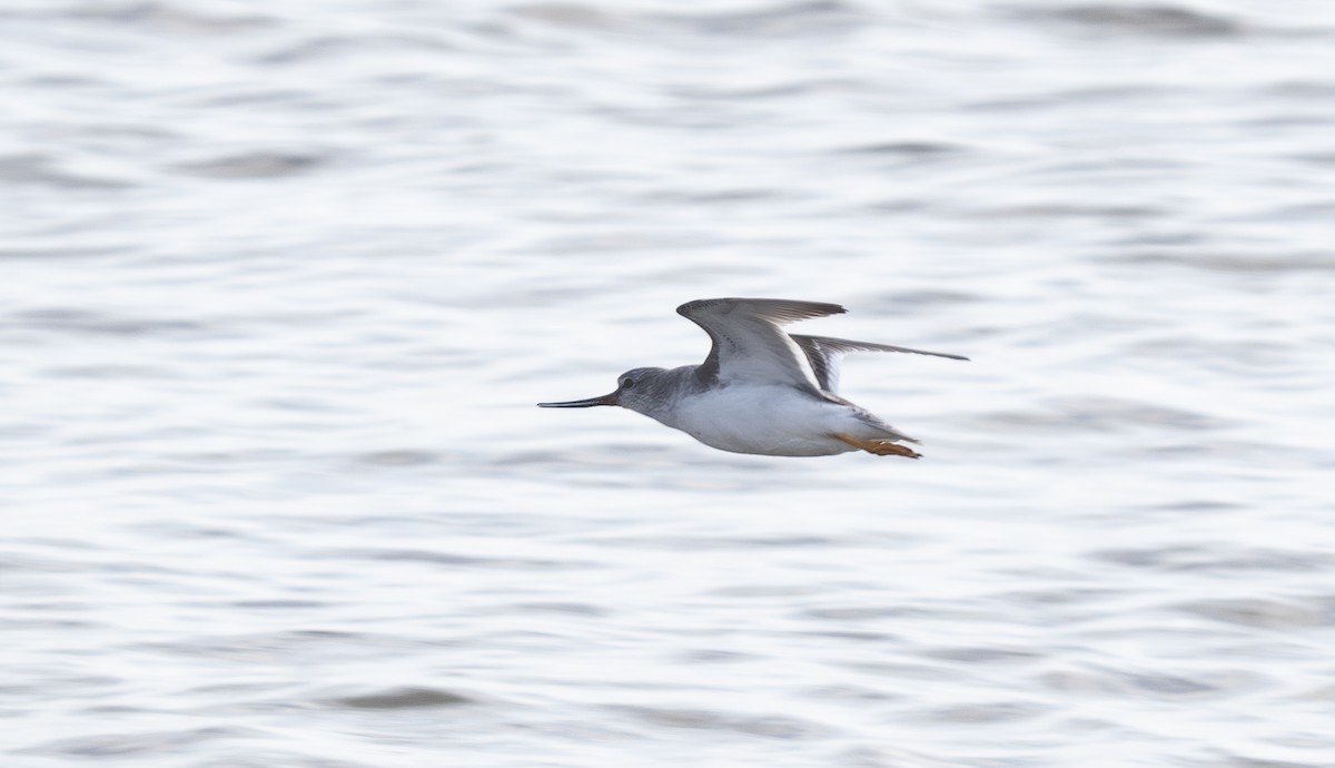 vodouš malý - ML645634494