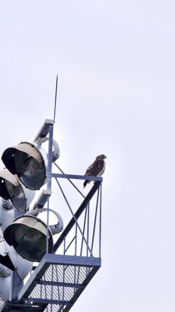 káně rudochvostá - ML645634495