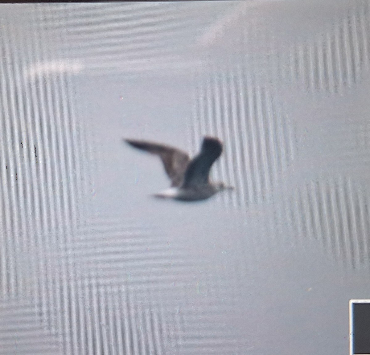 racek východní - ML645634496