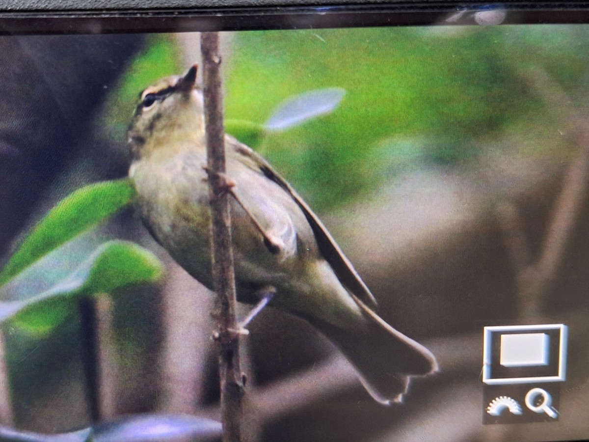 budníček severní - ML645634498