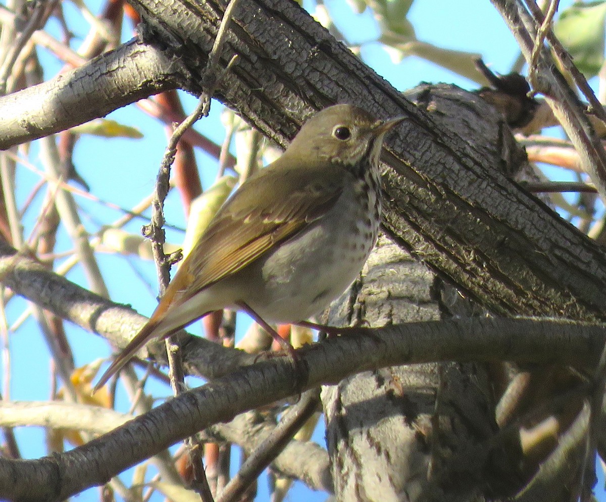 drozd rezavoocasý - ML645634499