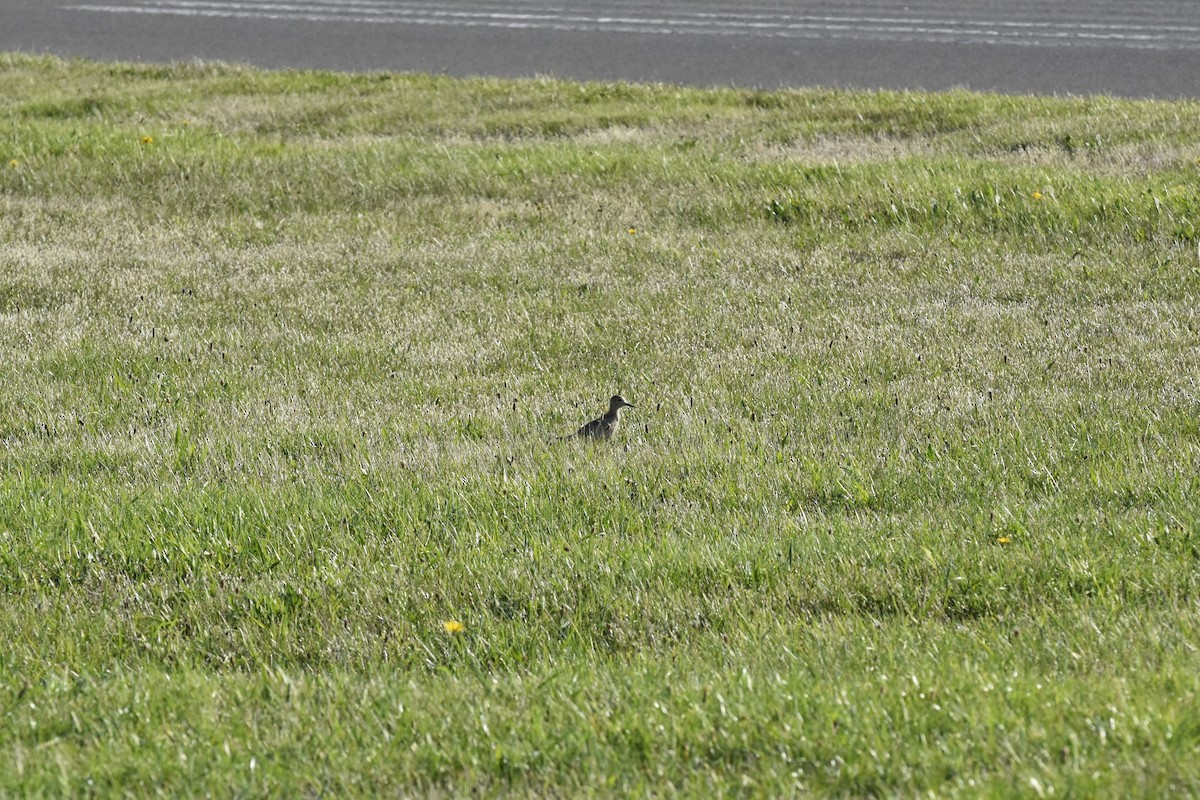 jespák plavý - ML645634500