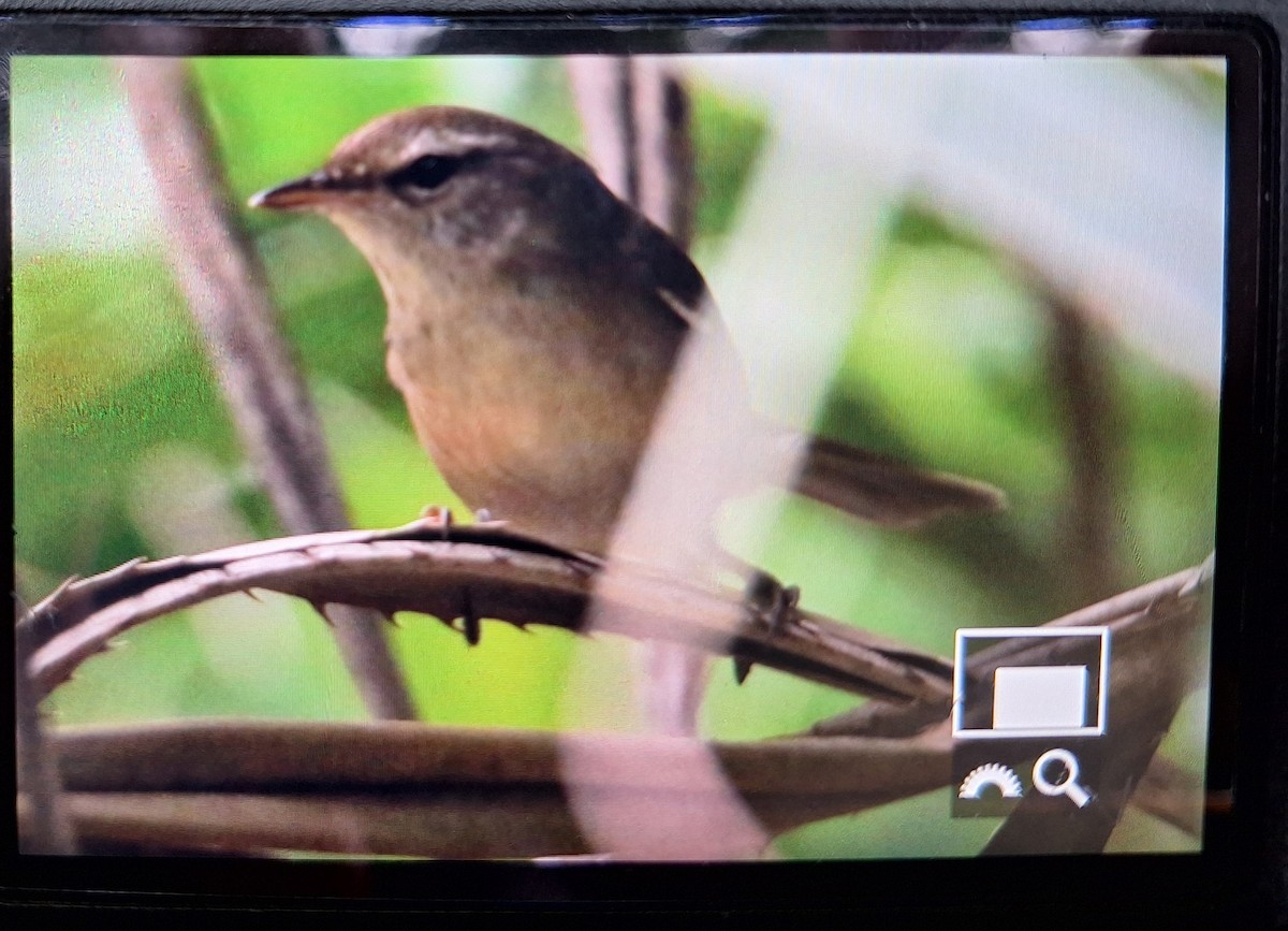 Manchurian Bush Warbler - ML645634501