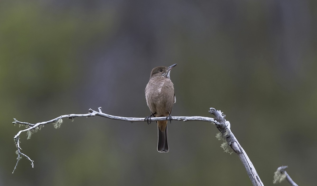 Great Shrike-Tyrant - ML645634502