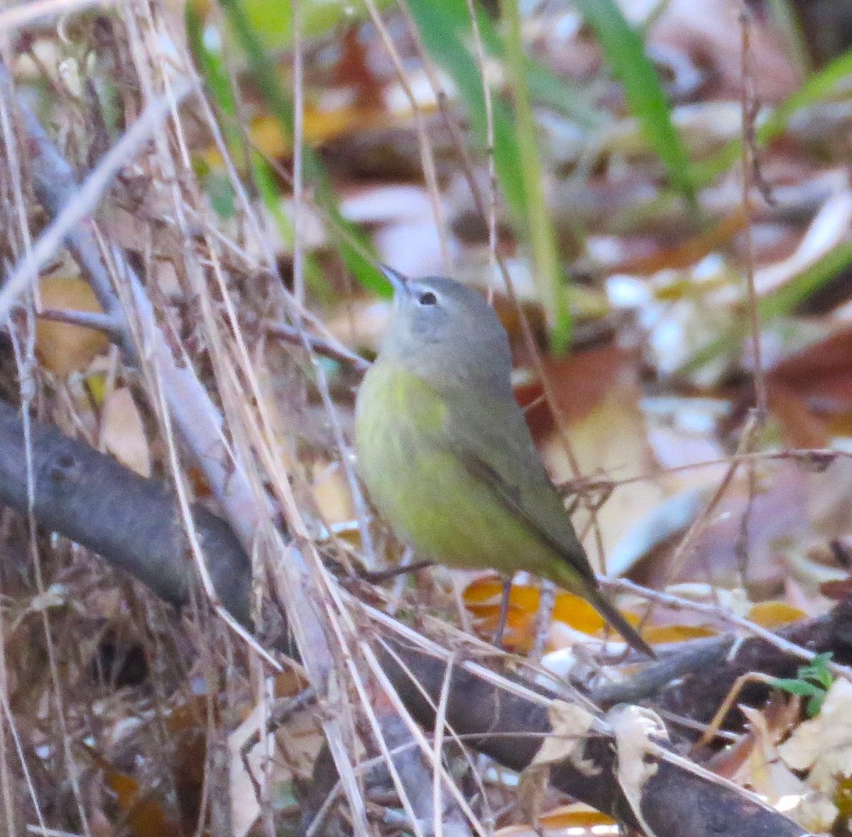 Orange-crowned Warbler - ML645634503