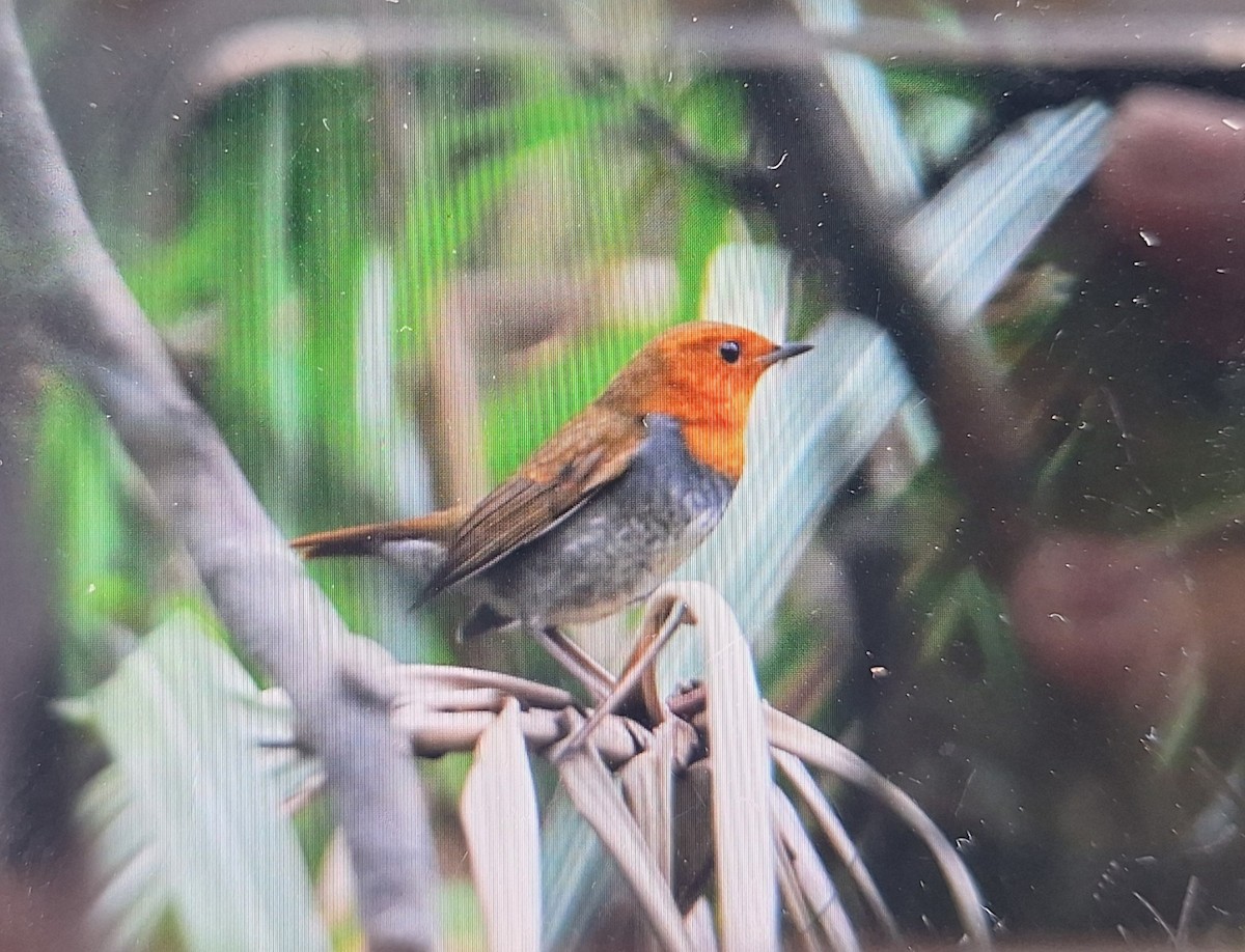 Japanese Robin - ML645634504