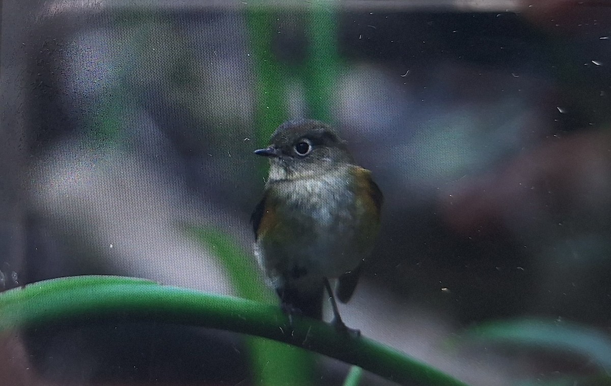 modruška tajgová - ML645634505